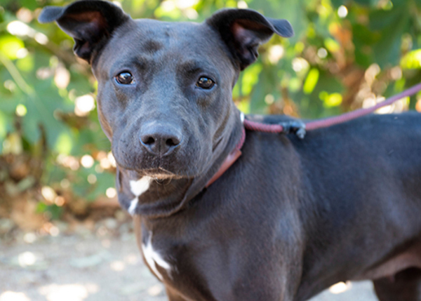 Bailey, an adoptable Pit Bull Terrier Mix in San Gabriel, CA_image-5