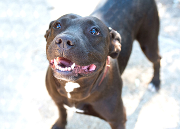 Bailey, an adoptable Pit Bull Terrier Mix in San Gabriel, CA_image-6