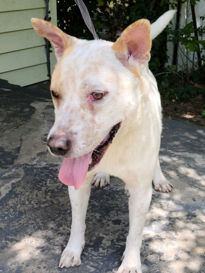 Albino blue sale heeler