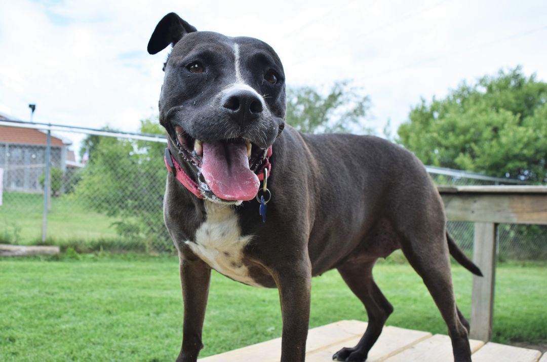 Gemma, an adoptable Pit Bull Terrier in Tomah, WI, 54660 | Photo Image 3