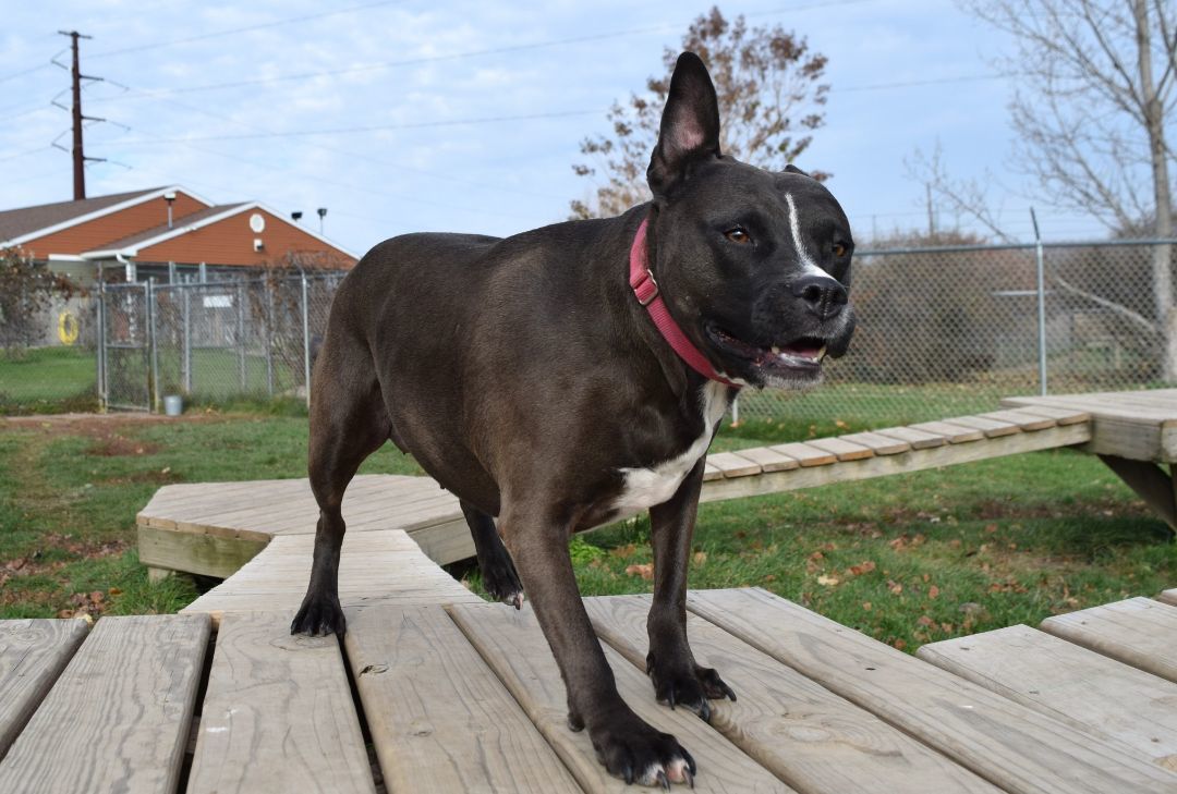 Gemma, an adoptable Pit Bull Terrier in Tomah, WI, 54660 | Photo Image 6
