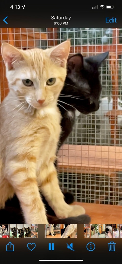 Tad and Fon (bonded pair), an adoptable Domestic Short Hair in Erie, PA_image-2