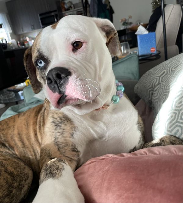Gemma