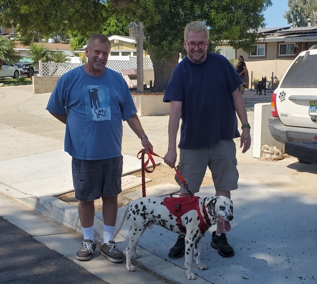 Pongo ADOPTED