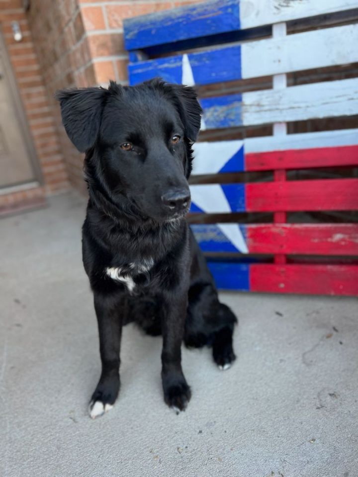 Shadow, an adoptable German Shepherd Dog & Border Collie Mix in Cypress, TX_image-5