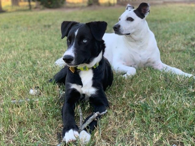 Benji Joe, an adoptable Border Collie & German Shepherd Dog Mix in Cypress, TX_image-3