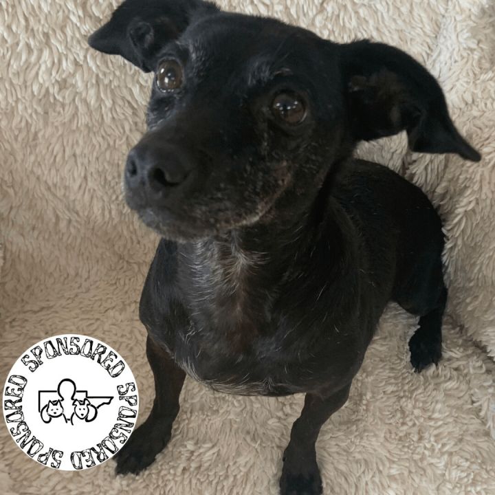 Alice, an adoptable Dachshund & Terrier Mix in Rushville, IL_image-1