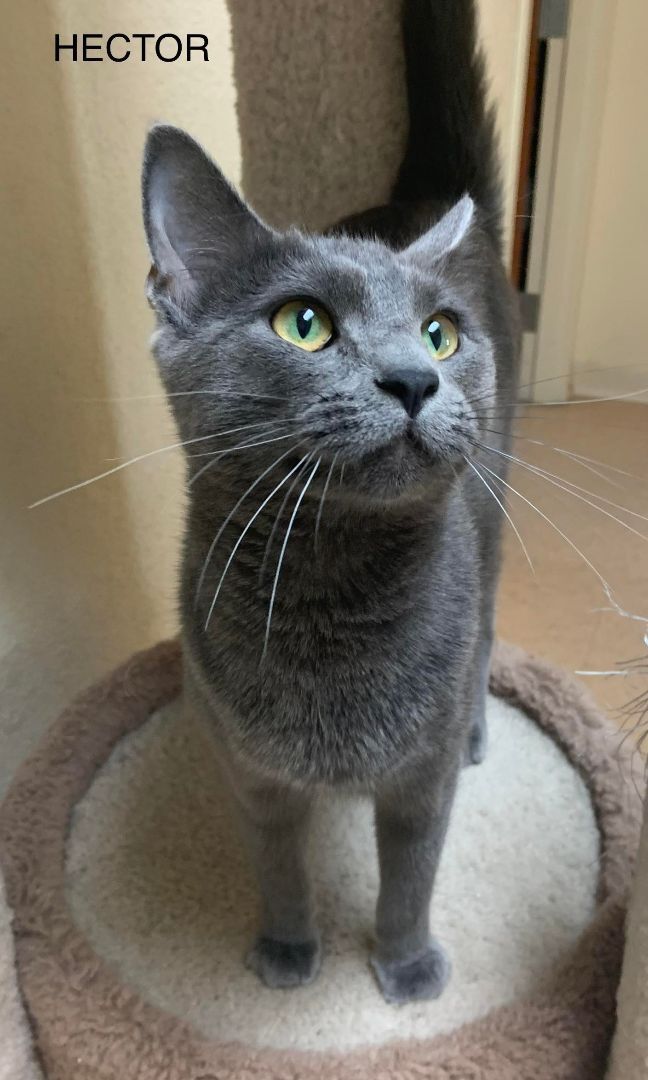 Hector, an adoptable Domestic Short Hair in Rushville, IL_image-1