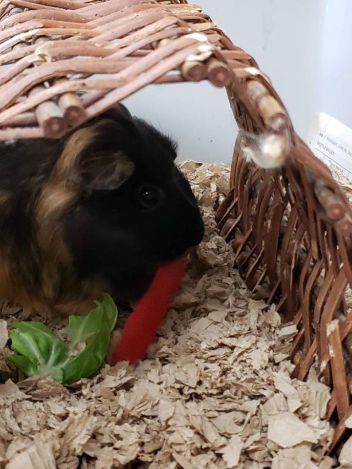 Vanna, an adoptable Guinea Pig in Rushville, IL_image-1