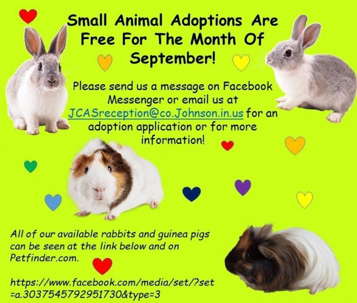 Small Animal Adoptions Are Free For The Month Of September! 1