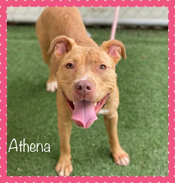 ATHENA, an adopted Labrador Retriever & Terrier Mix in Marietta, GA_image-2
