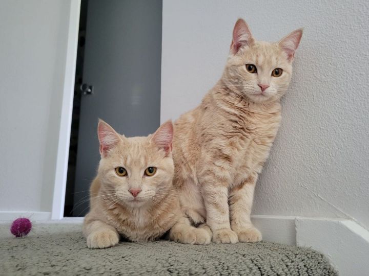 Peanut and Sesame, an adoptable Domestic Short Hair in Seattle, WA_image-1