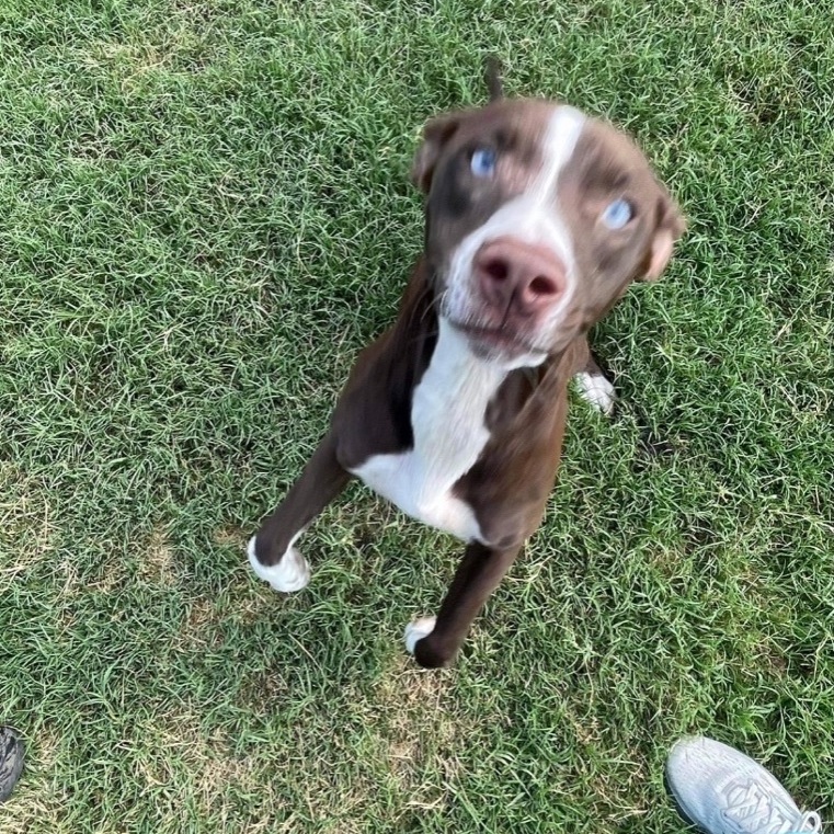 Dog for adoption Hershey, a Labrador Retriever & Australian Shepherd