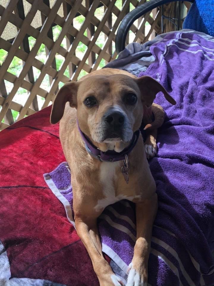 Zara, an adoptable Hound, Beagle in Snow Camp, NC, 27349 | Photo Image 1