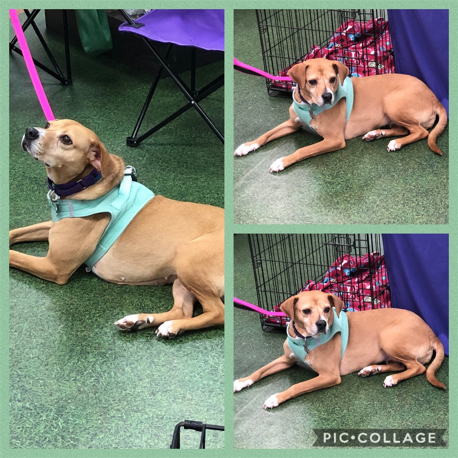 Zara, an adoptable Hound, Beagle in Snow Camp, NC, 27349 | Photo Image 2