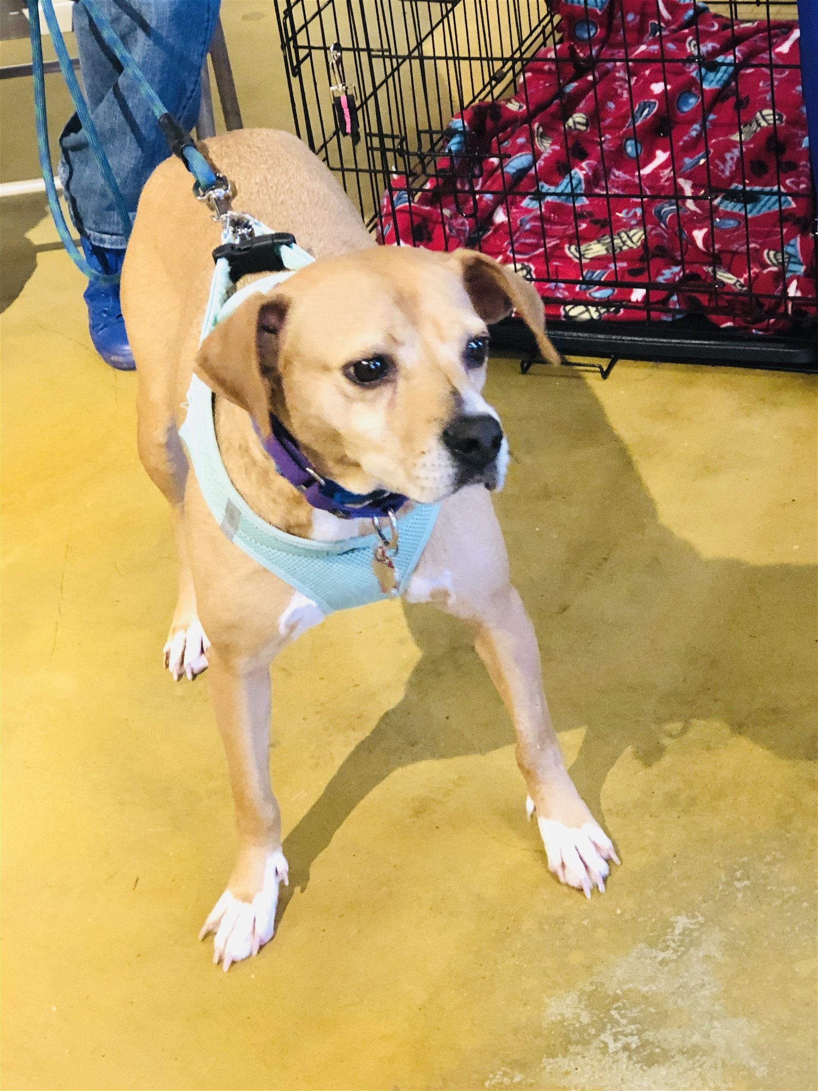 Zara, an adoptable Hound, Beagle in Snow Camp, NC, 27349 | Photo Image 3