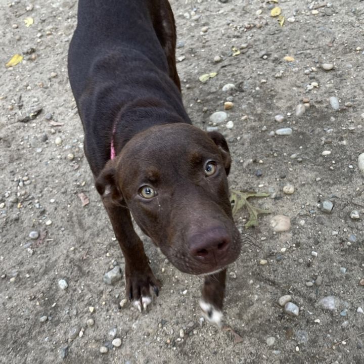 Abbott, an adoptable Labrador Retriever in Lindenhurst, NY_image-2
