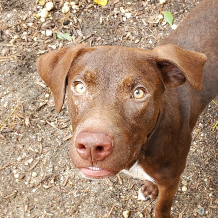 Abbott, an adoptable Labrador Retriever in Lindenhurst, NY_image-1