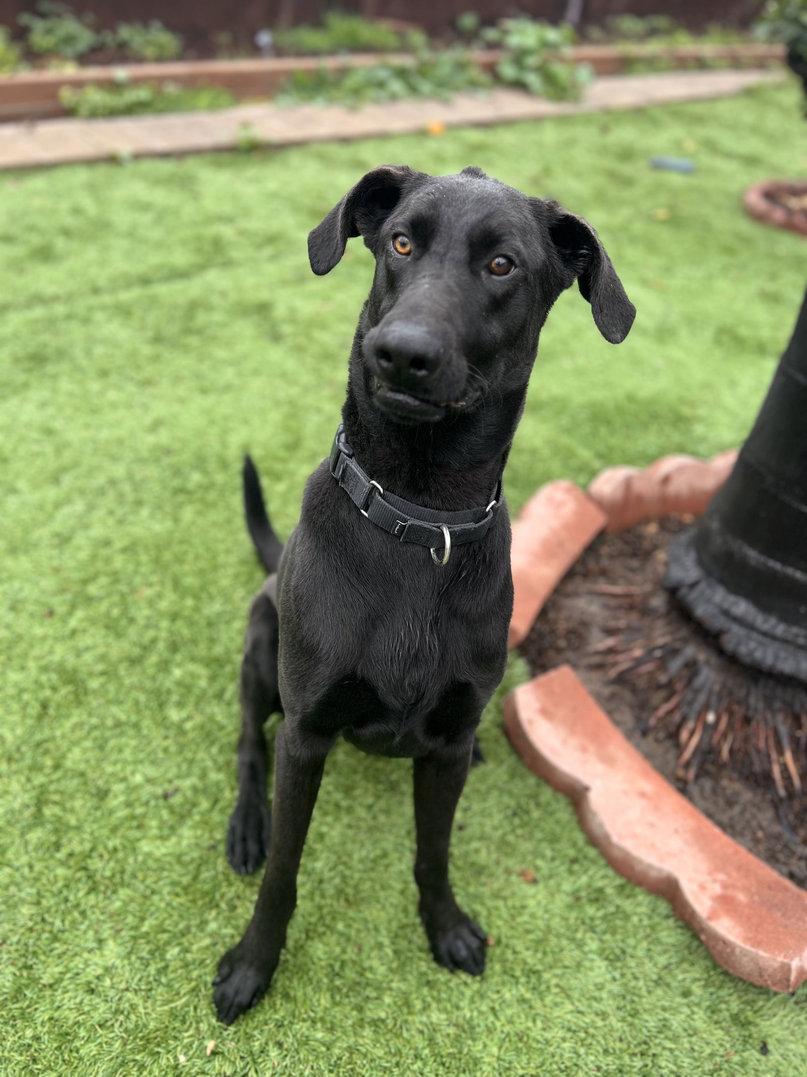 Teddy, an adoptable Greyhound, Shepherd in San Diego, CA, 92115 | Photo Image 1