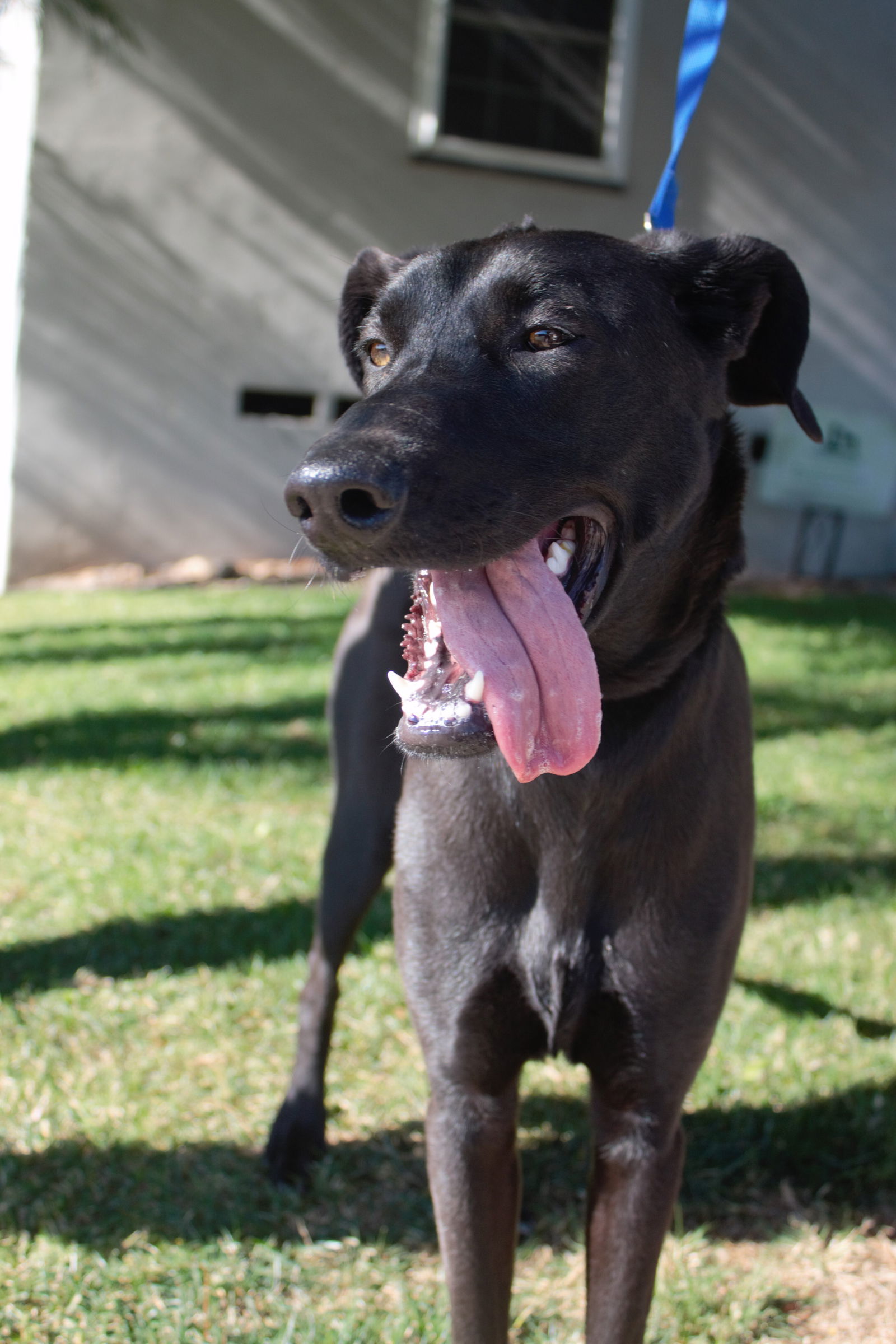 Teddy, an adoptable Greyhound, Shepherd in San Diego, CA, 92115 | Photo Image 2