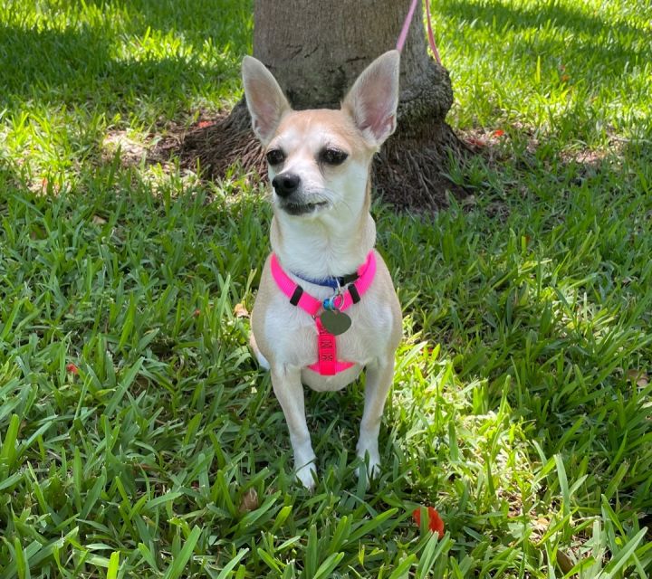 Olivia , an adoptable Chihuahua in Davie, FL_image-2