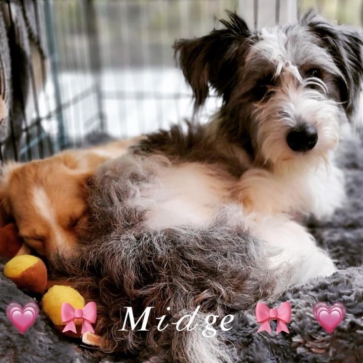 Midge, an adopted Schnauzer & Poodle Mix in Rochester, NY_image-1