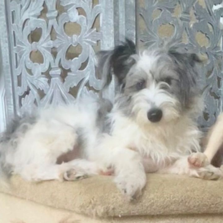 Midge, an adopted Schnauzer & Poodle Mix in Rochester, NY_image-2