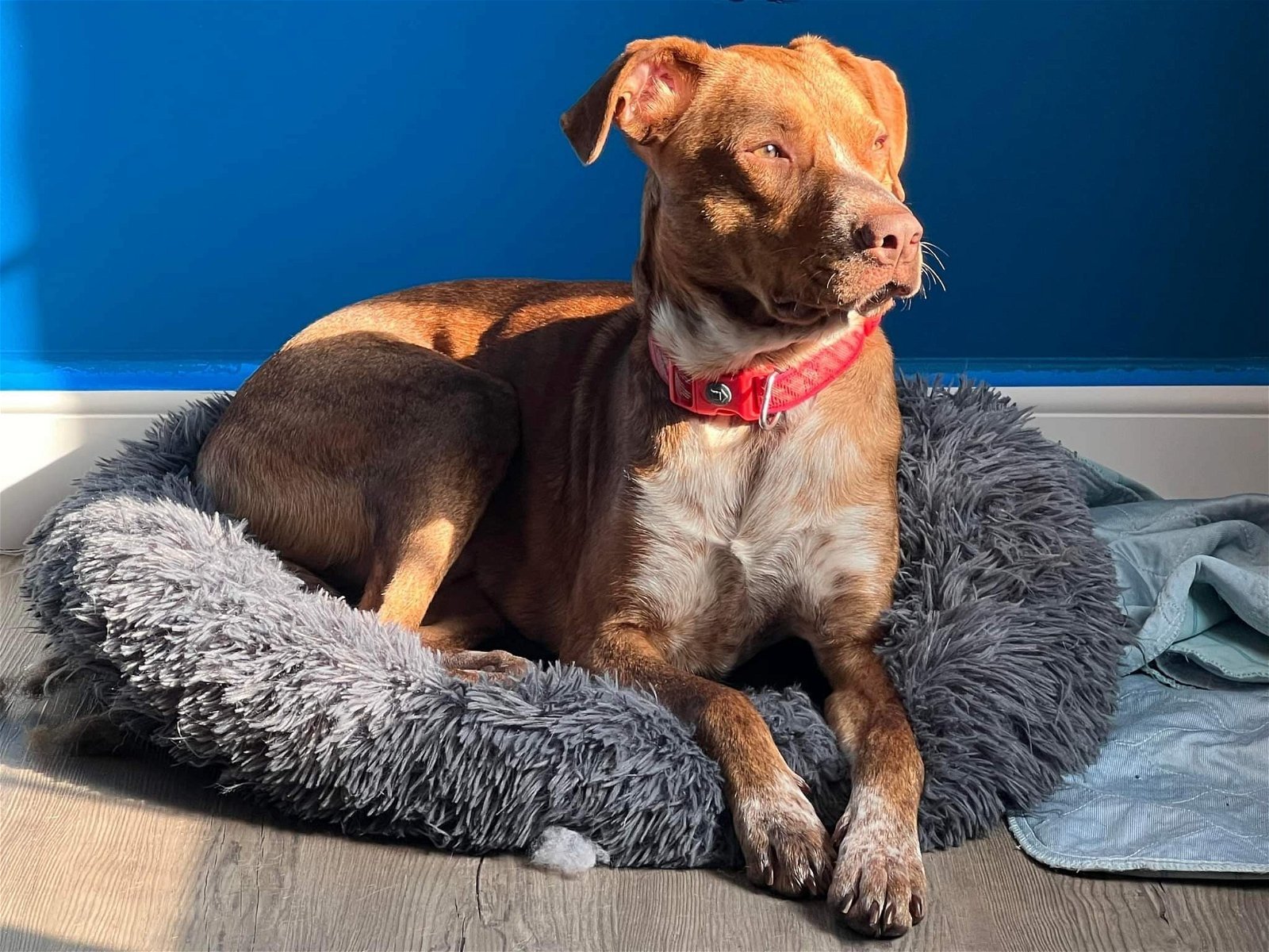 Shep, an adoptable Pit Bull Terrier in Moosup, CT, 06354 | Photo Image 7