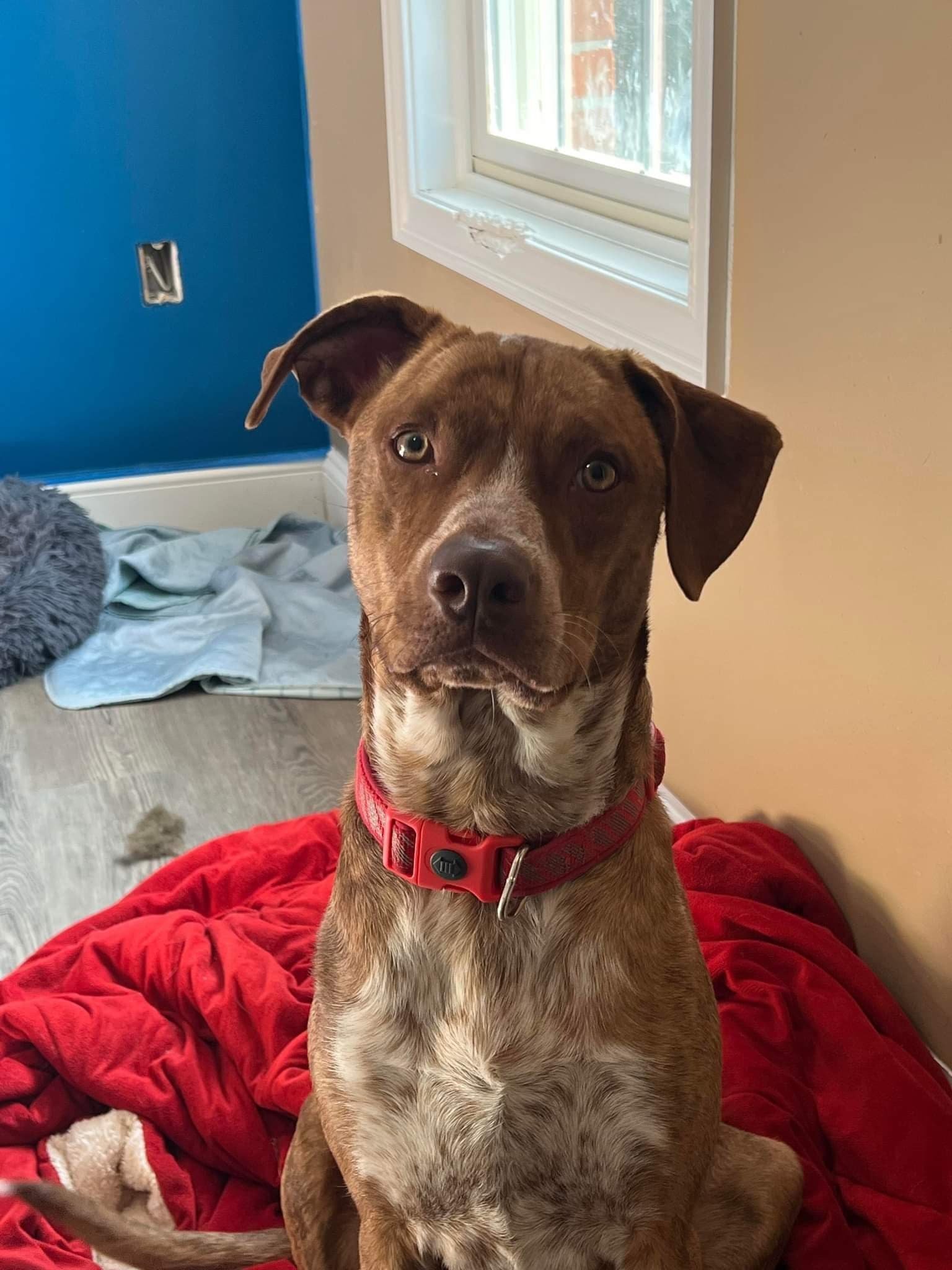 Shep, an adoptable Pit Bull Terrier in Moosup, CT, 06354 | Photo Image 2