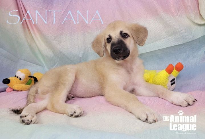 Santana, an adoptable Anatolian Shepherd Mix in Clermont, FL_image-1