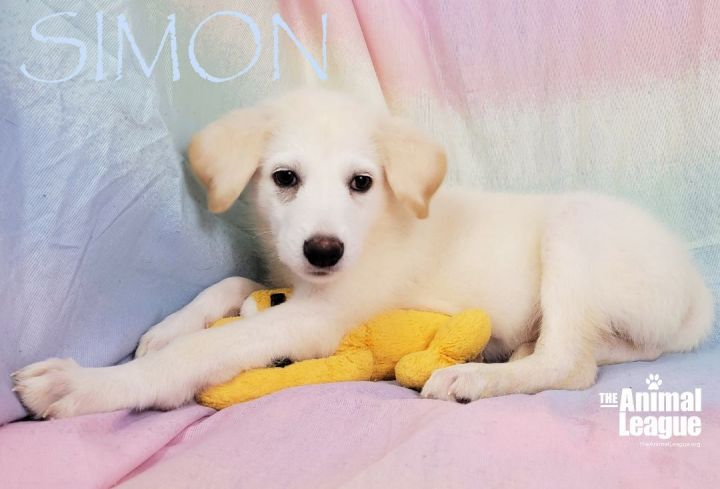 Simon, an adopted Great Pyrenees Mix in Clermont, FL_image-1