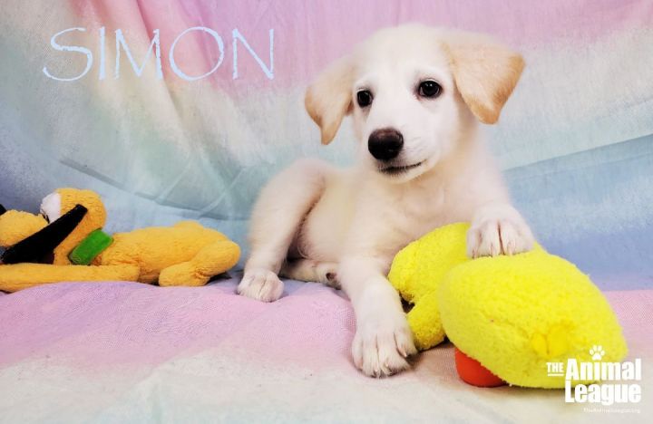 Simon, an adopted Great Pyrenees Mix in Clermont, FL_image-3