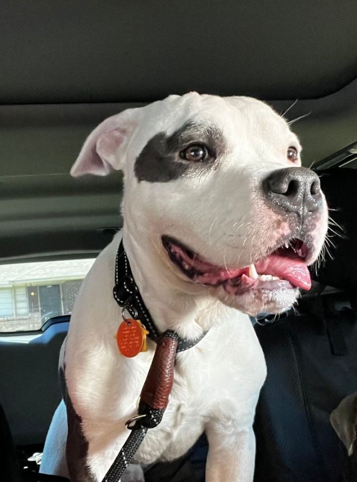 Koa, an adoptable Pit Bull Terrier in Oklahoma City, OK_image-2