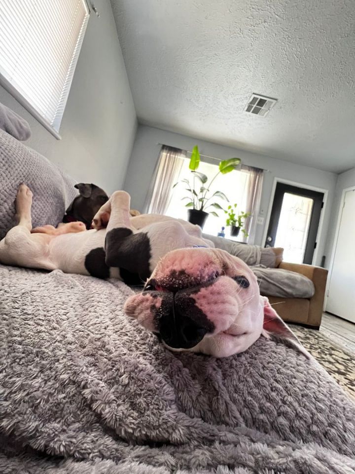 Koa, an adoptable Pit Bull Terrier in Oklahoma City, OK_image-4