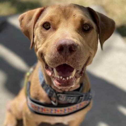 Manuka, an adoptable Pit Bull Terrier in Wichita, KS, 67278 | Photo Image 1