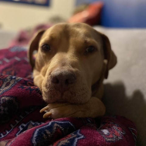 Manuka, an adoptable Pit Bull Terrier in Wichita, KS, 67278 | Photo Image 4