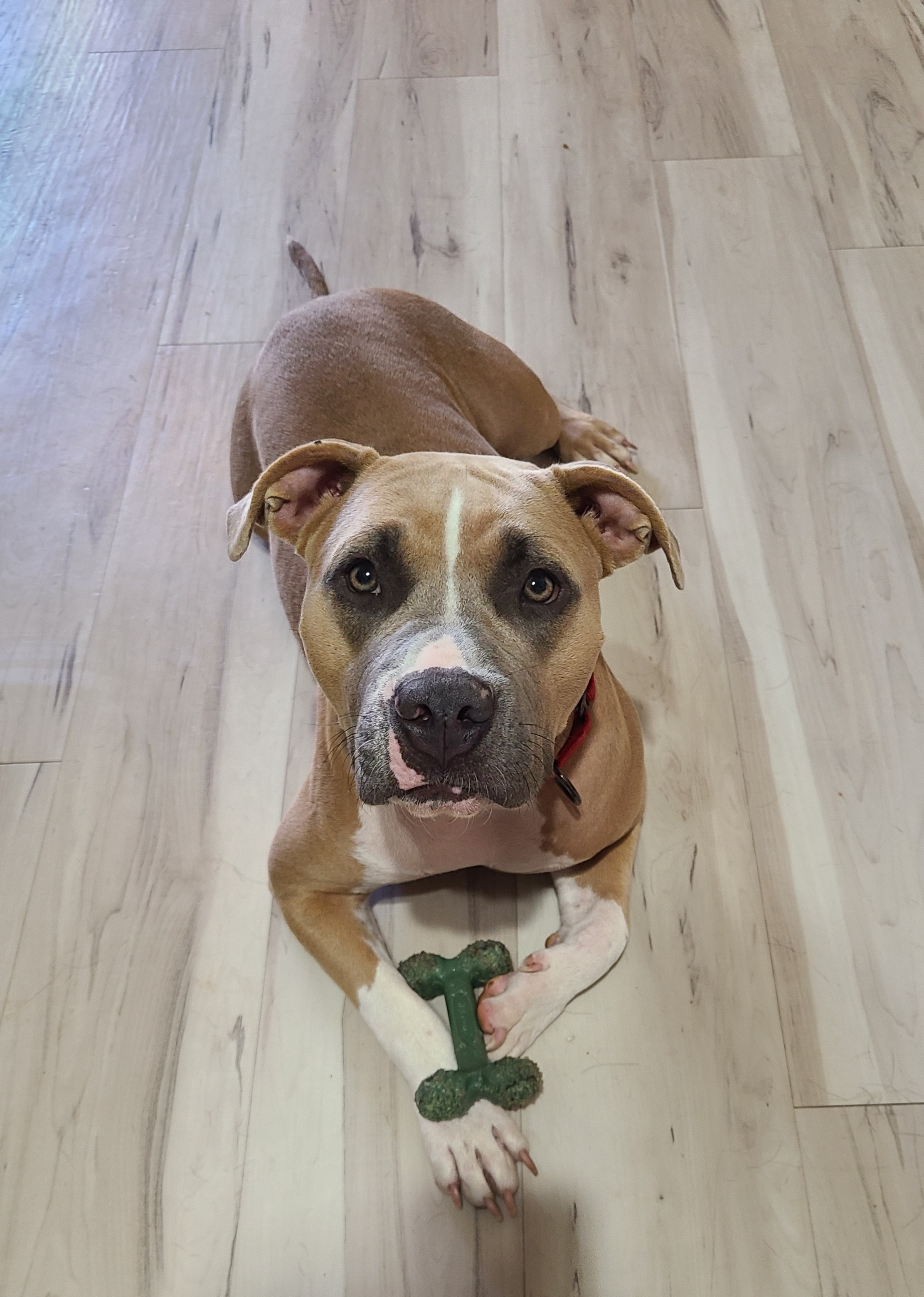 Smudge, an adoptable American Staffordshire Terrier in Mesa, AZ, 85205 | Photo Image 1