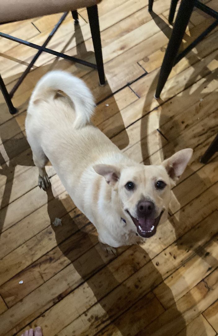 Dog for adoption Suzie (GUEST DOG), a Labrador Retriever Mix in Albany, NY Petfinder