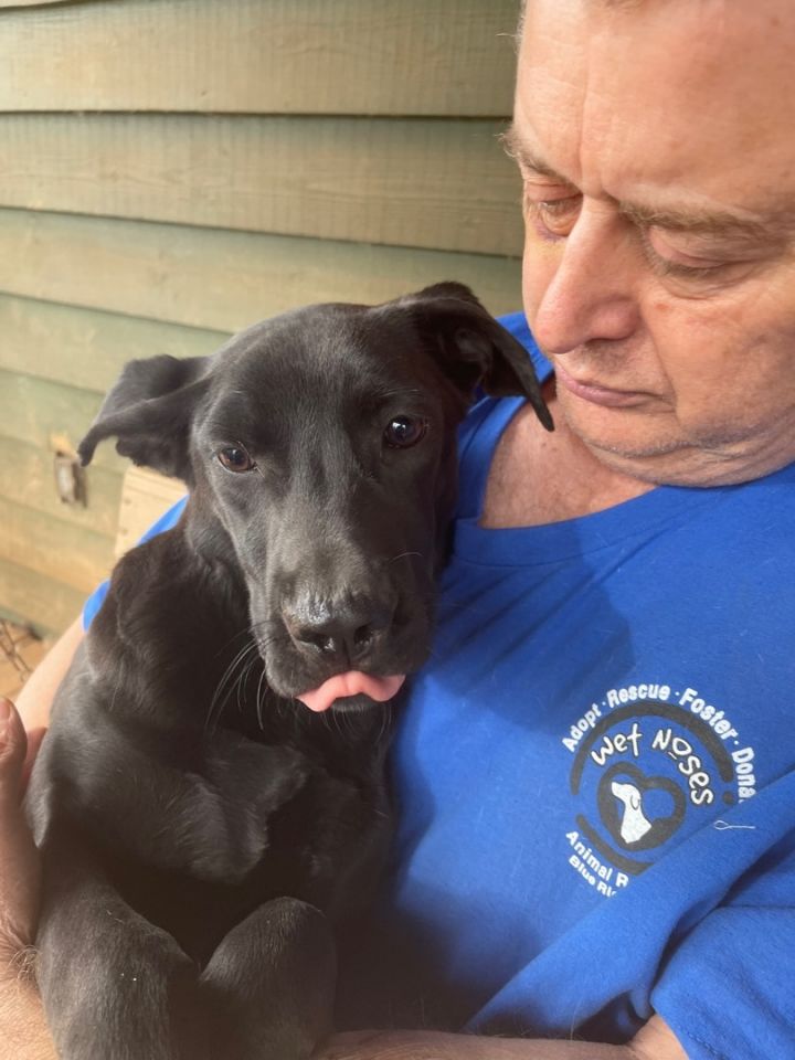 Greta, an adoptable Labrador Retriever Mix in Blue Ridge, GA_image-3