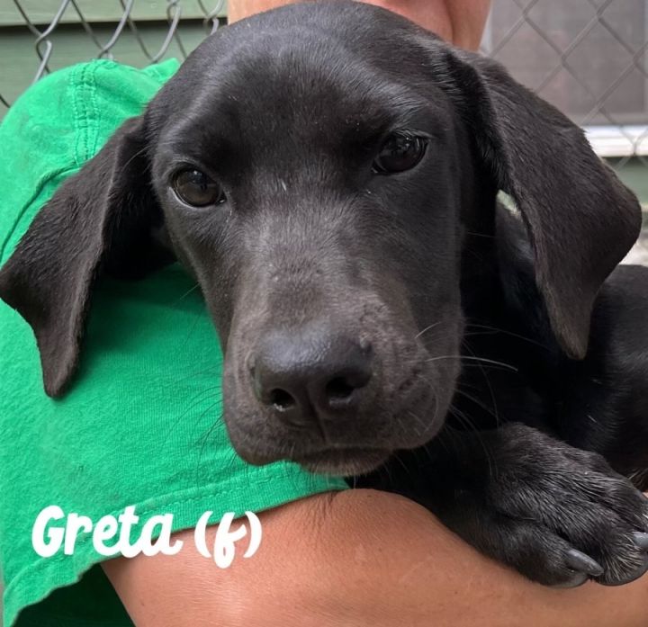 Greta, an adoptable Labrador Retriever Mix in Blue Ridge, GA_image-4