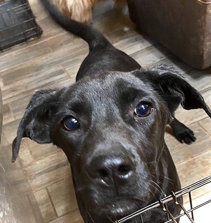 Greta, an adoptable Labrador Retriever Mix in Blue Ridge, GA_image-1
