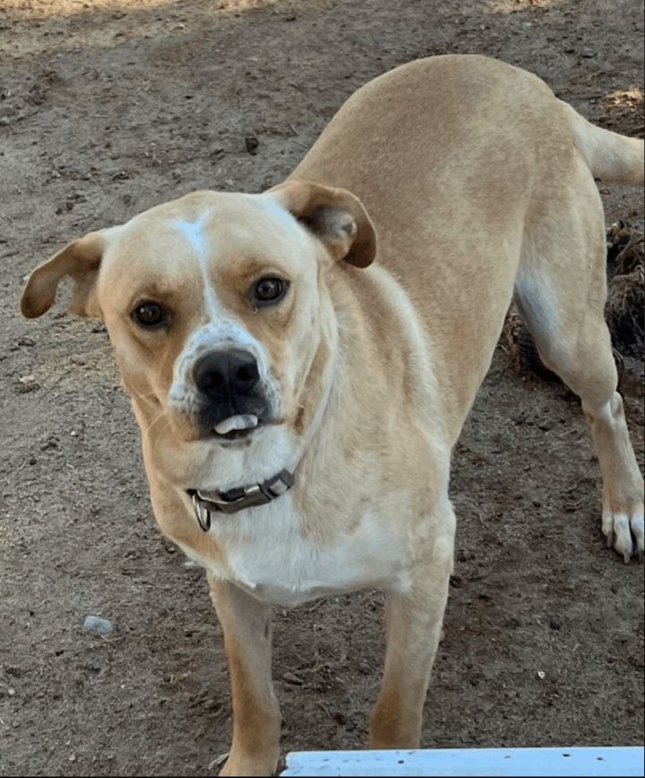 Blanco, an adoptable Boxer & Labrador Retriever Mix in Williamsburg, NM_image-2