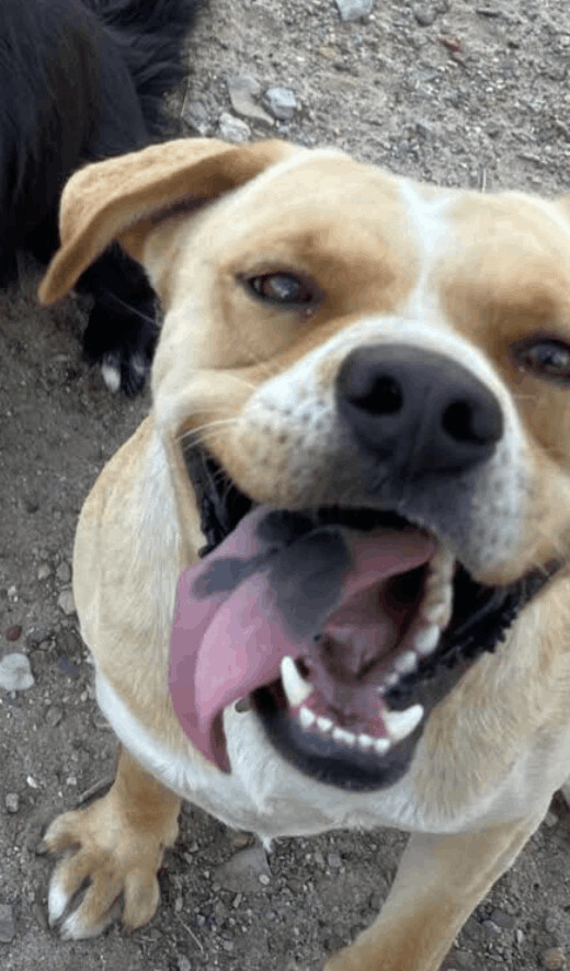 Blanco, an adoptable Boxer & Labrador Retriever Mix in Williamsburg, NM_image-6