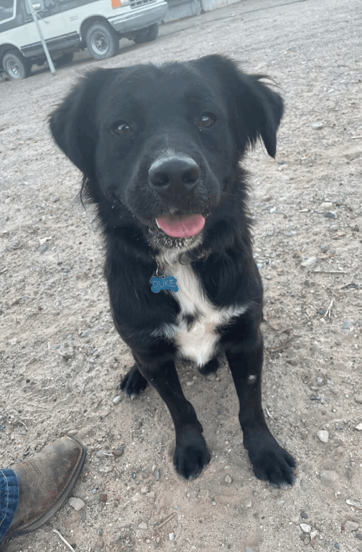Duke, an adoptable Labrador Retriever & Boxer Mix in Williamsburg, NM_image-1