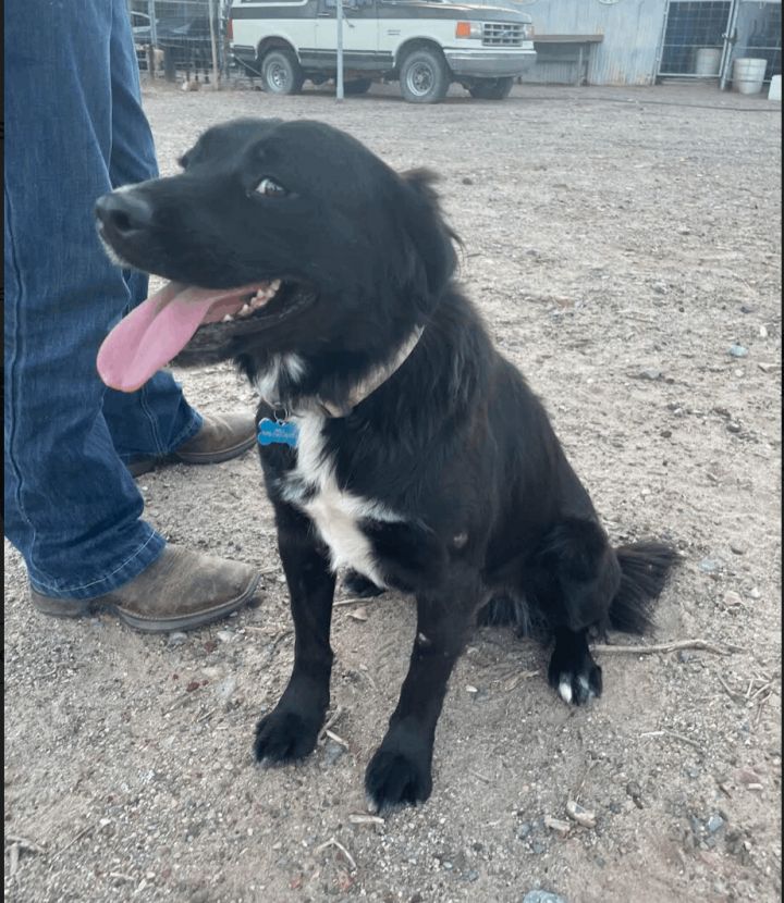 Duke, an adopted Labrador Retriever & Boxer Mix in Williamsburg, NM_image-2