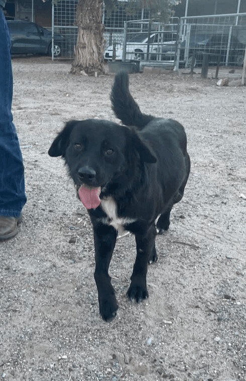 Duke, an adoptable Labrador Retriever & Boxer Mix in Williamsburg, NM_image-3