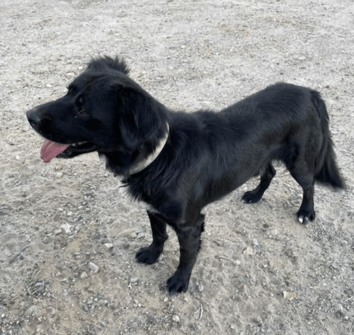 Duke, an adoptable Labrador Retriever & Boxer Mix in Williamsburg, NM_image-4
