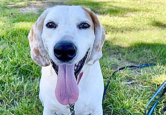 Roland, an adoptable Hound in Alexandria, VA, 22314 | Photo Image 3
