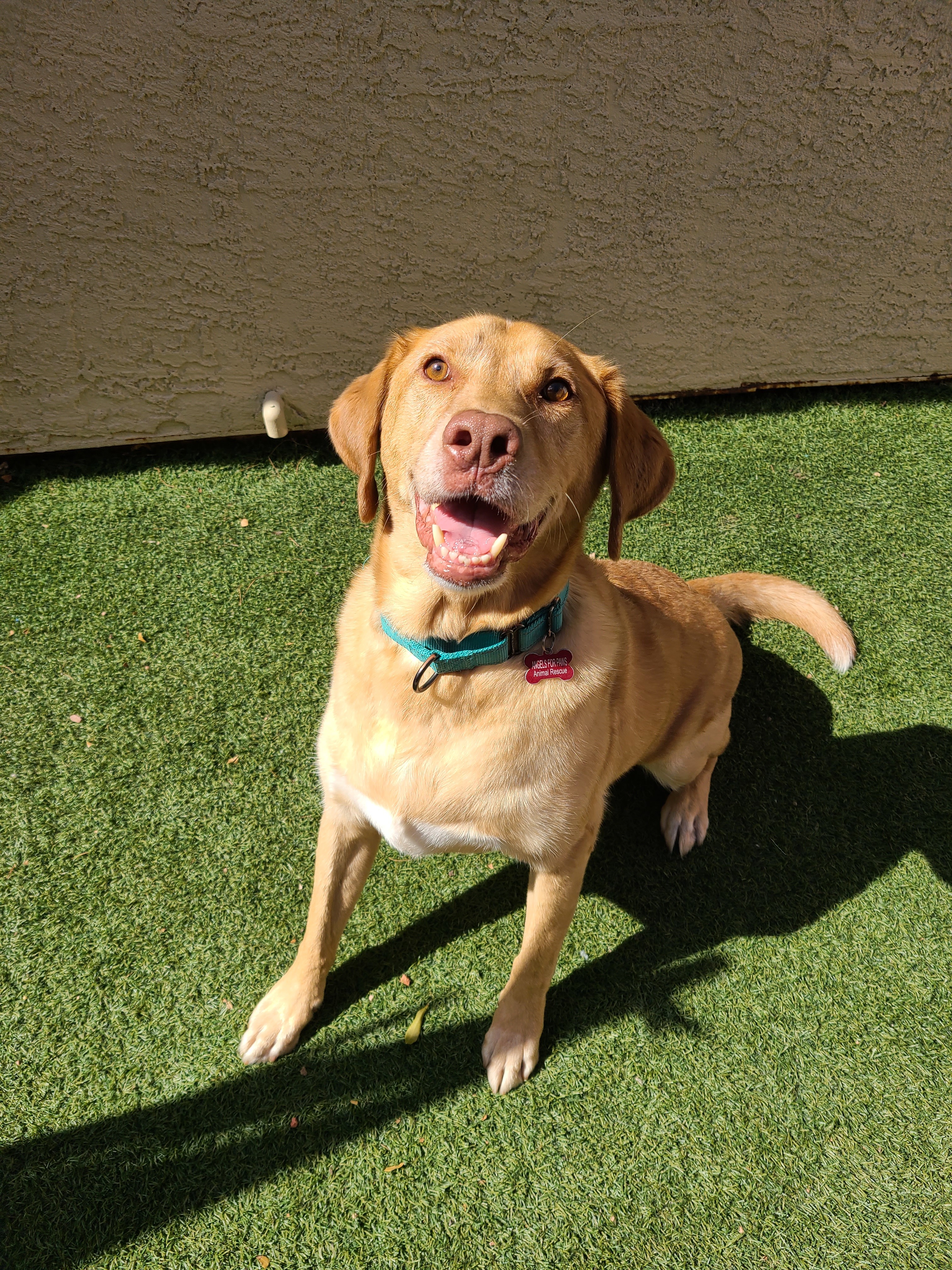 Dog for adoption - Dash, a Chesapeake Bay Retriever Mix in Mesa, AZ |  Petfinder