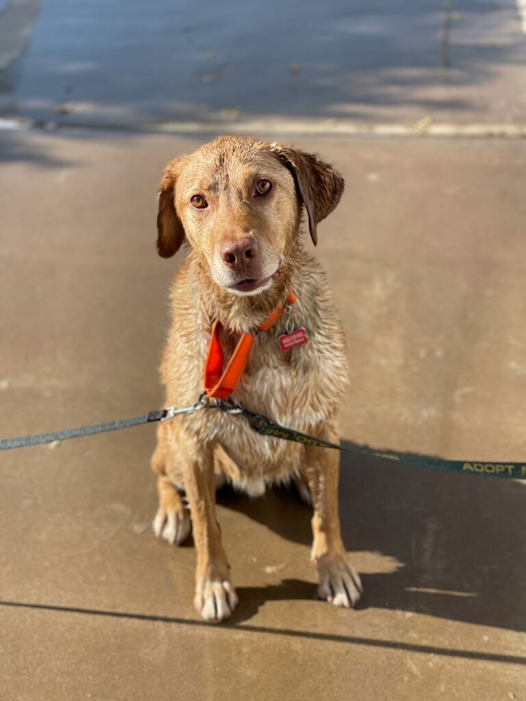 Dash, an adoptable Chesapeake Bay Retriever in Mesa, AZ, 85205 | Photo Image 2